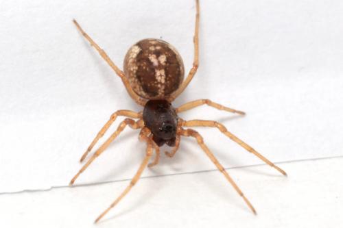 Pachygnatha degeeri